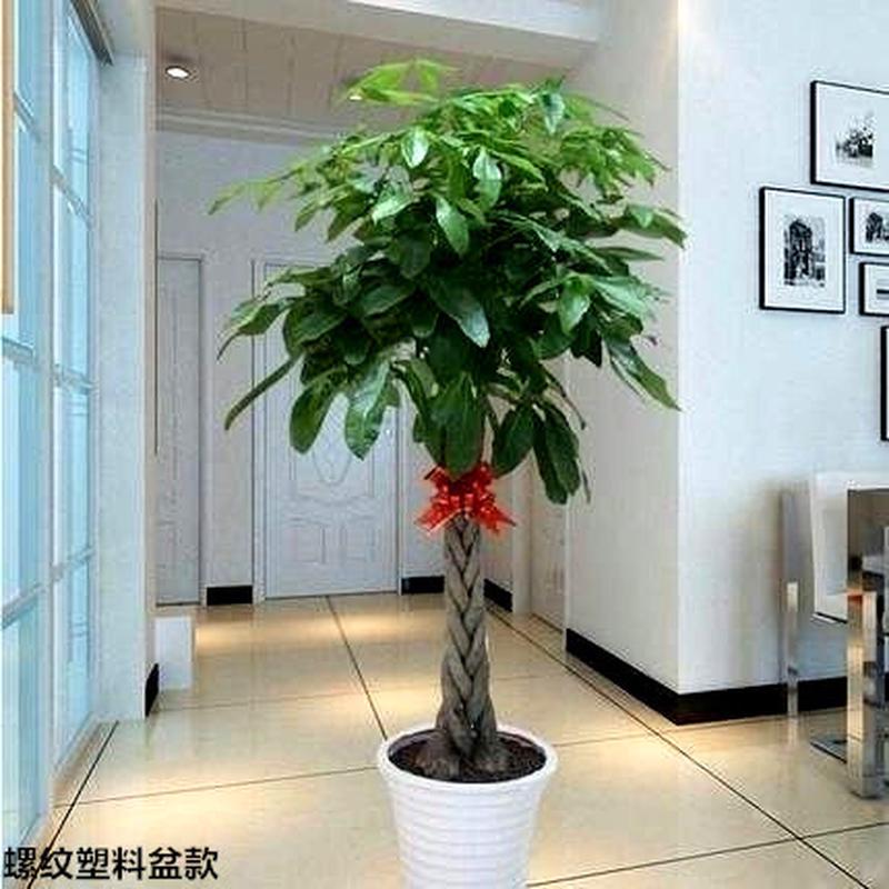 客厅高大绿植客厅旺宅绿植大型适合搬新家的绿植大客厅禄植盆栽