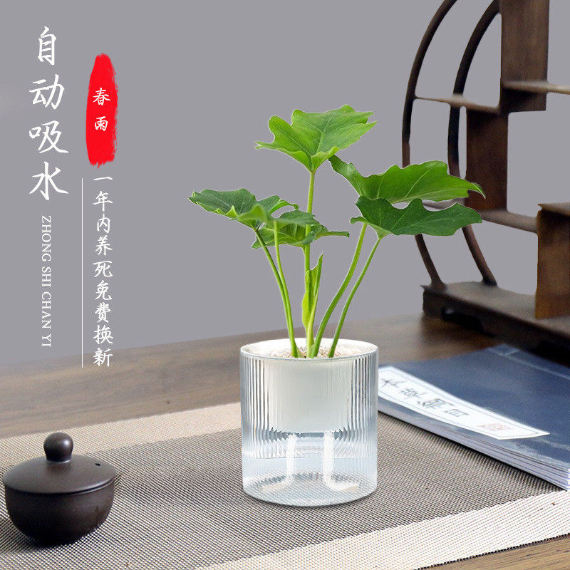 小盼办公室文竹禅意水培植物菩提客厅中式室内绿植小盆栽四季批发