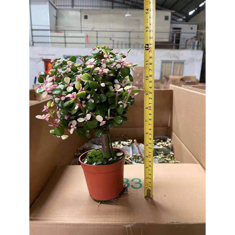 【金枝玉叶直供】多肉植物花卉办公室桌面小盆栽120#单杆基地图片