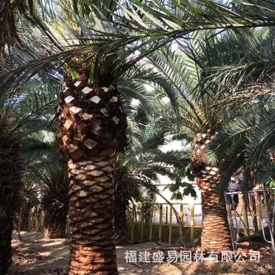 热销加拿利海枣基地加纳利利树加拿海枣海枣头棕榈加拿利海枣报价