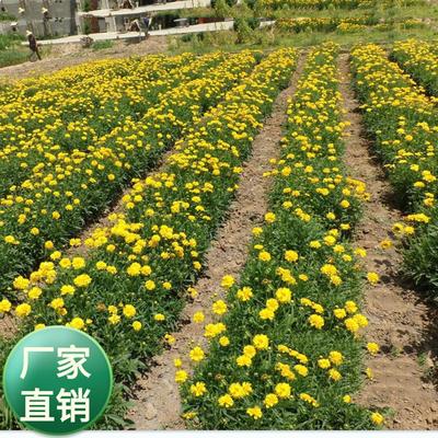 公司大花金鸡菊   重瓣金鸡菊  多年生宿根矮杆绿化工程