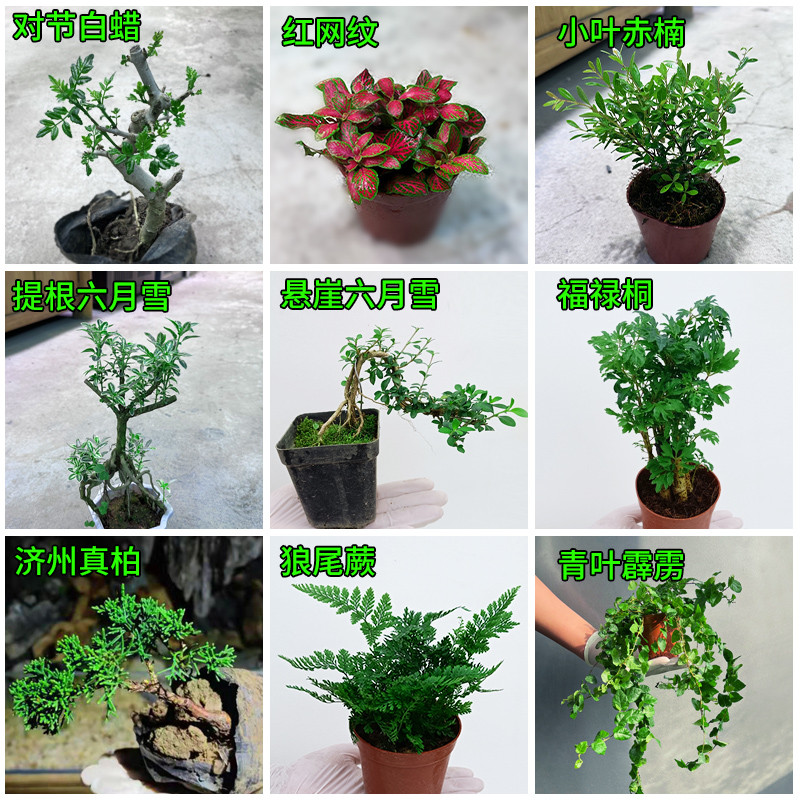 鱼缸造景植物微景观苔藓水草蕨类植物水陆缸雨林缸乌龟缸室内盆栽