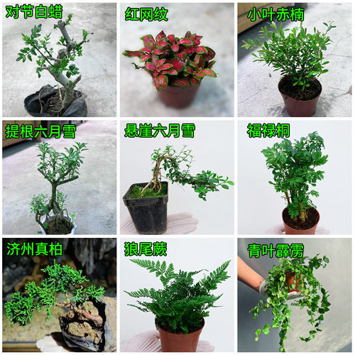鱼缸造景植物微景观苔藓水草蕨类植物水陆缸雨林缸乌龟缸室内盆栽