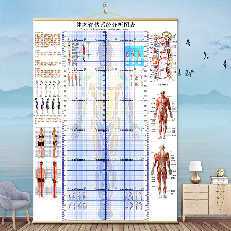 体态评估表挂式贴式体测健身房瑜伽馆私教身高臂展网格身体对唐延