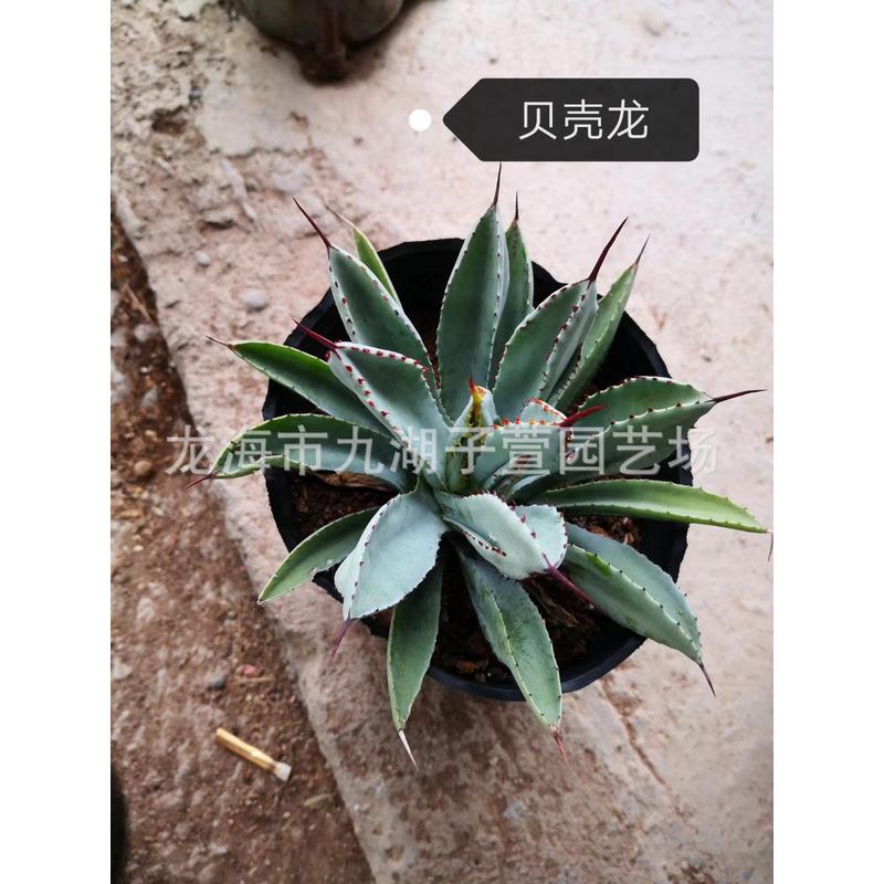 室内观赏多肉植物贝壳龙又名鲍鱼多肉趣味绿植盆景盆栽