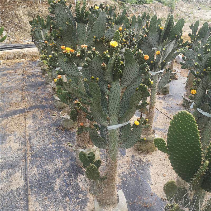 高度念珠掌鱼鳞仙人掌盆栽柱状1米景观多肉植物墨西哥仙人掌餐厅