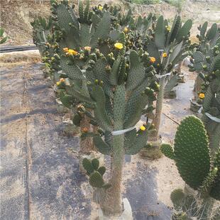 柱状念珠掌仙人掌仙人掌盆栽高度1米景观多肉植物墨西哥鱼鳞餐厅