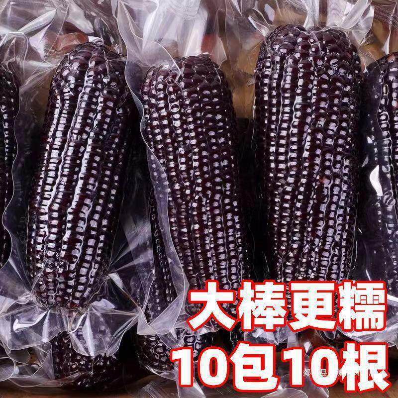新货10棒东北黑糯玉米新鲜现摘黏粘紫甜玉米棒粒真空包装黑玉米棒