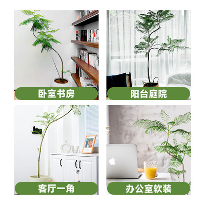 蓝花楹大盆栽大型老桩树苗绿植客厅办公室内落地网红植物四季花卉