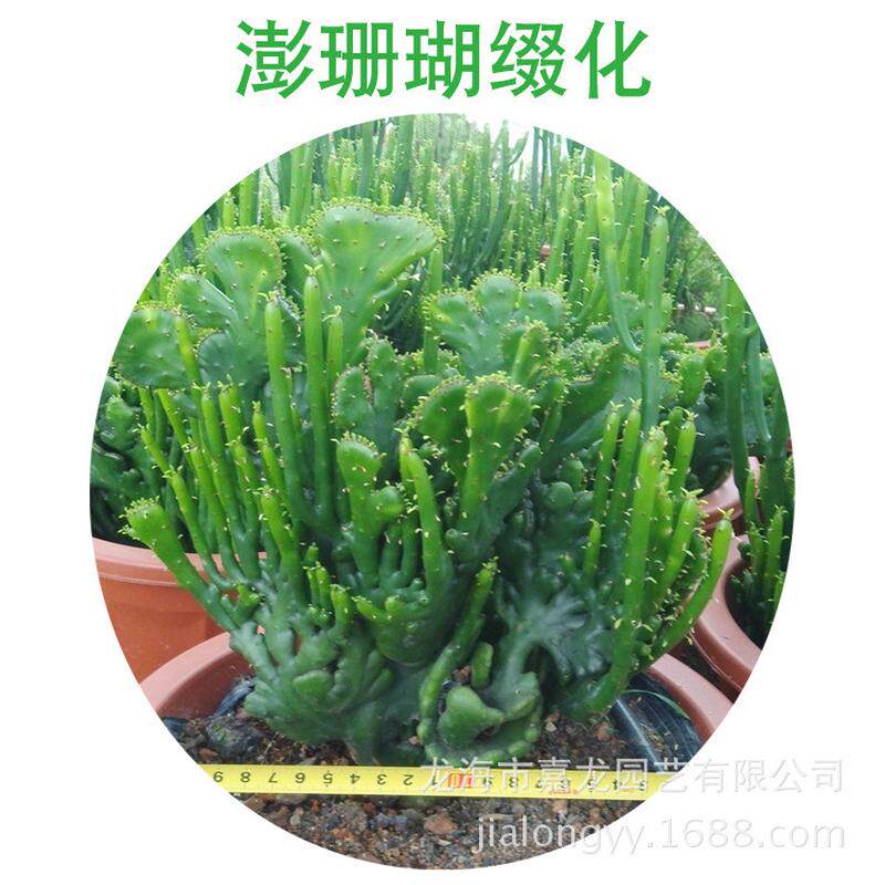 澎珊瑚缀化多浆多肉植物批发变异实盆栽大戟科生膨珊瑚仙人掌