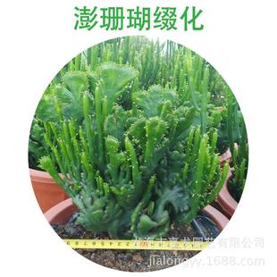 澎大戟科缀化多浆多肉植物批发变异珊瑚盆栽实生膨珊瑚仙人掌