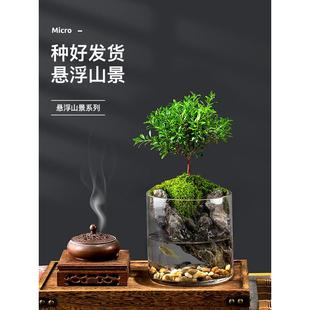 小叶赤楠九里香生态瓶苔藓创意微景观办公室桌面盆栽青苔造景绿植