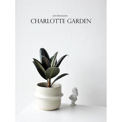 Charlotte 黑金刚橡皮树 北欧风盆栽室内阳台植物吸甲醛绿植易活
