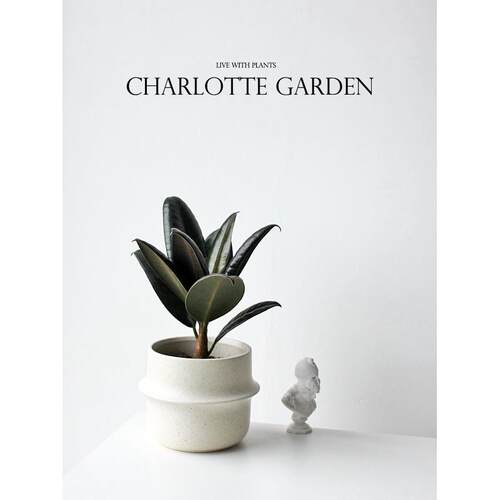 Charlotte 黑金刚橡皮树 北欧风盆栽室内阳台植物吸甲醛绿植易活