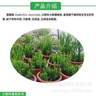 澎珊瑚缀化多浆多肉植物批发变异大戟科盆栽实膨生珊瑚仙人掌