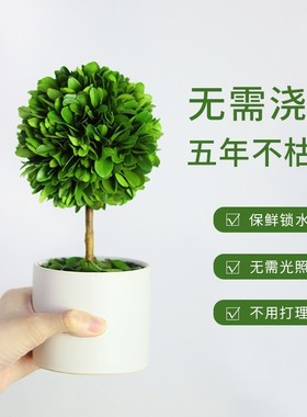办公室工位桌面绿植上班情绪稳定神器客厅旺宅植物小摆件家居装饰