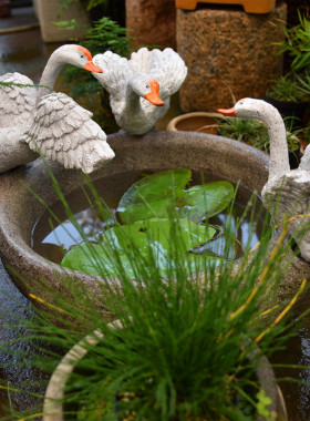 热销新品阳台装饰布置天鹅绿萝水仙花养鱼庭院花园铜钱草水培花盆