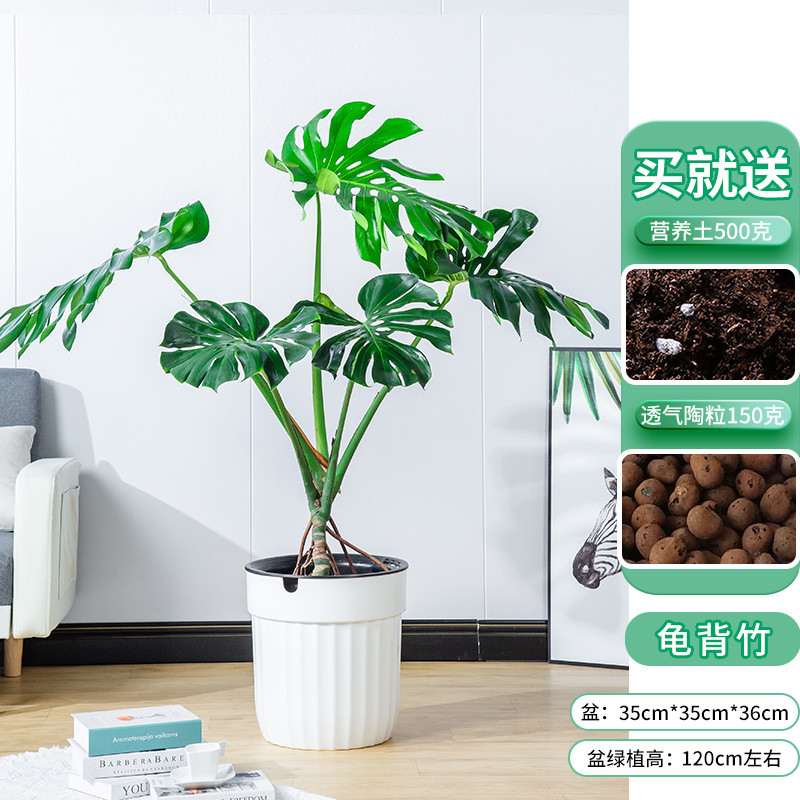 精品龟背竹龟背竹大型四季客厅水培植物盆栽好养龟背竹盆栽批发水