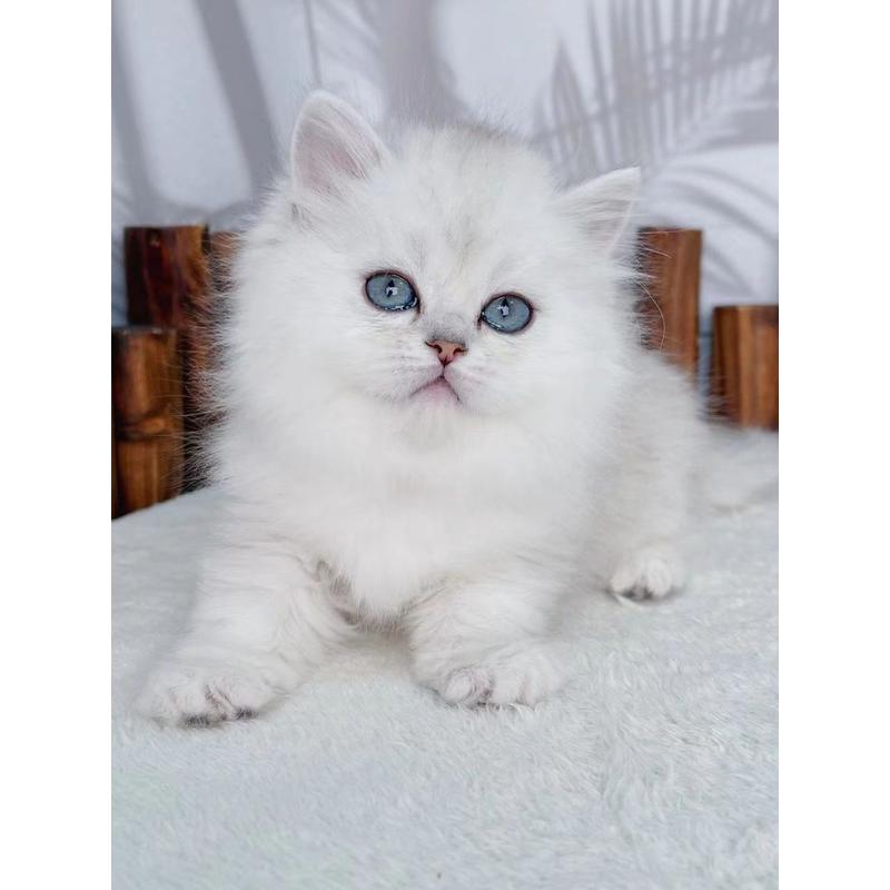 货物纯种金吉拉幼猫高地纯白猫拿破仑长毛猫矮脚猫宠物猫