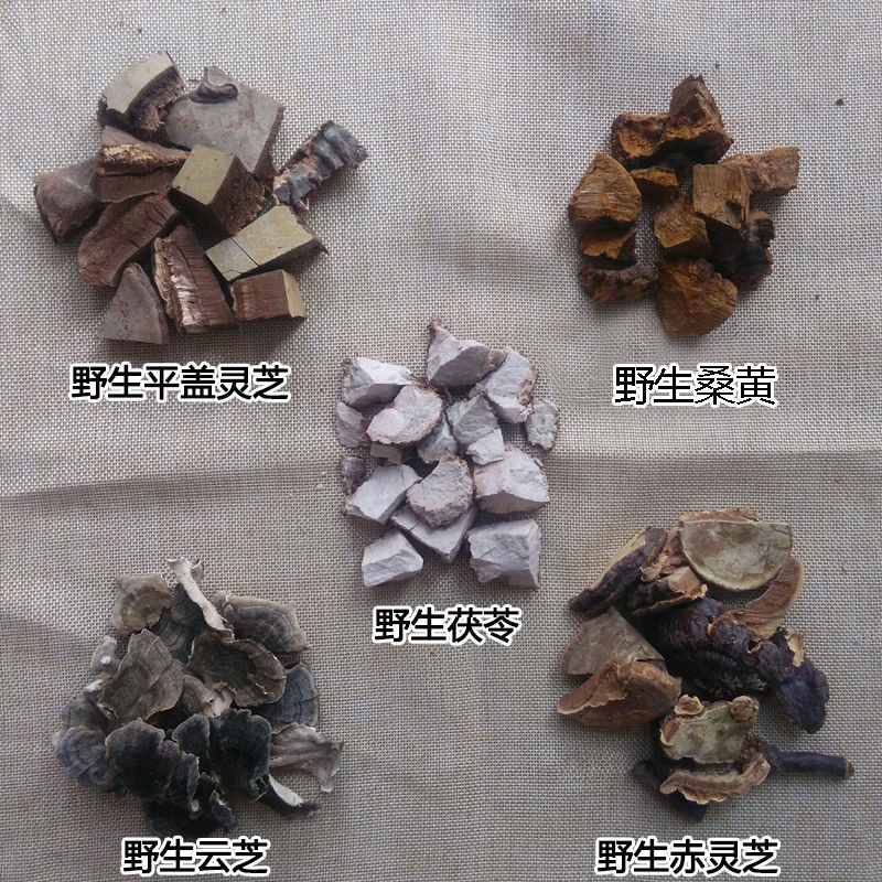 新日期灵芝 野生 赤灵芝树舌桑黄茯苓黄云芝五菌汤方五菌方整枝切