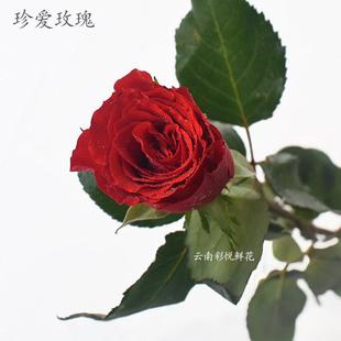 珍爱玫瑰 520情人节云南基地直供玫瑰鲜花家居送礼红色玫瑰