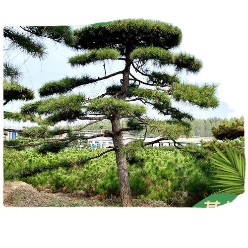 山东厂家造型迎客松 基地园林湿地绿化景观松 黑松黑松
