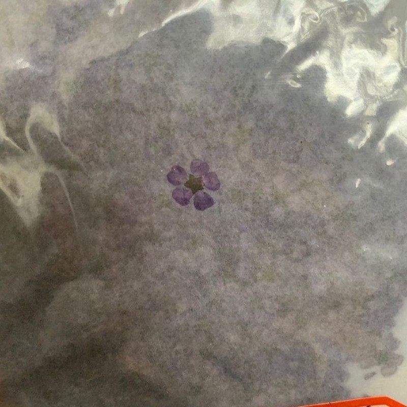天然植物干花小水五仙花瓣花饰品美甲浮游瓶配花