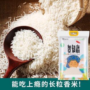 特级猫牙米广西贺州猫牙香米官方旗舰店丝苗新米泰国正宗大米