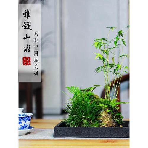 蕨类常青植物附石假山盆栽懒人水培好养绿植室内吸水石盆景桌面