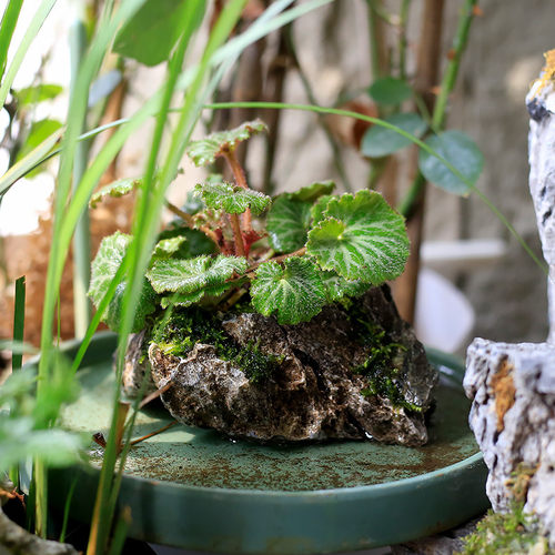 虎耳草小苗盆栽水草吸水石茶室桌面绿植苔藓微景观水陆缸水培植物