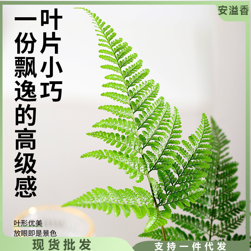 狼尾蕨盆栽网红蕨类植物书房办公室绿植桌面小盆景室内耐阴好养活