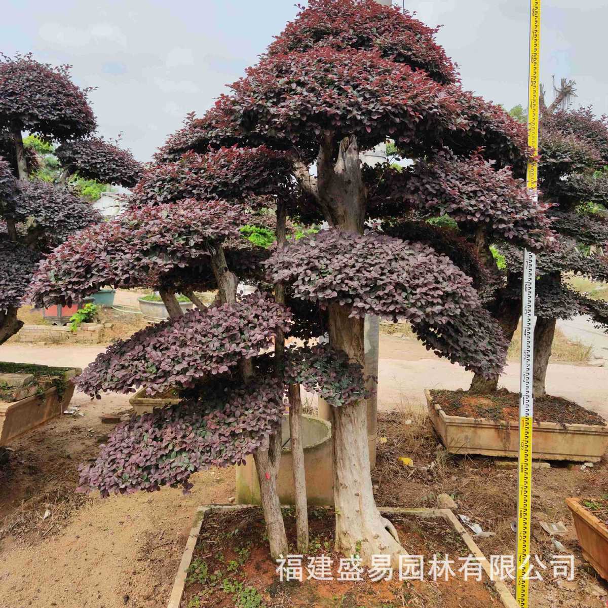 浙江红花继木树桩价格继造型红花福建木桩批发红花继木桩头基地