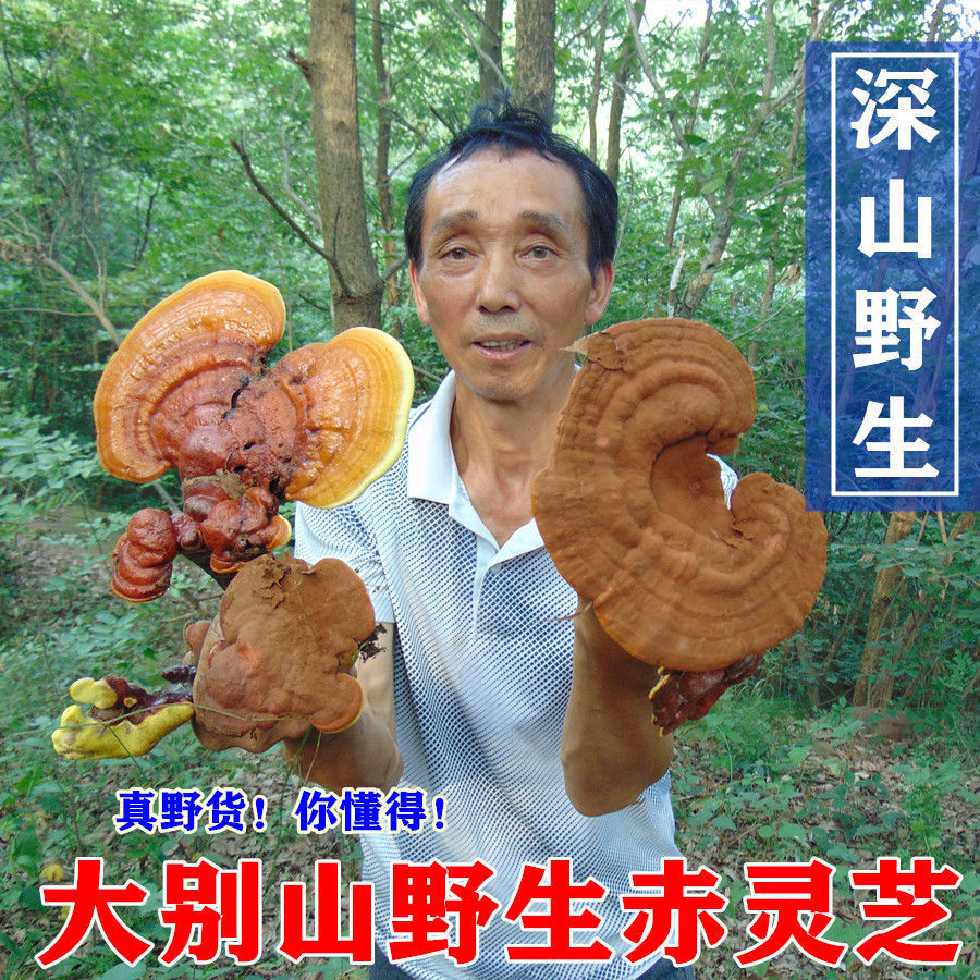 新日期新货野生灵芝大别山野生赤灵芝林芝霍山野生灵芝赤芝农家自