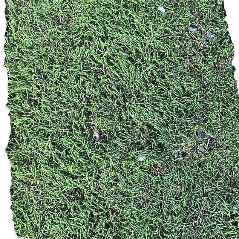 星星苔藓庭院铺面室内装饰造景真草坪植物墙厂家现货批发