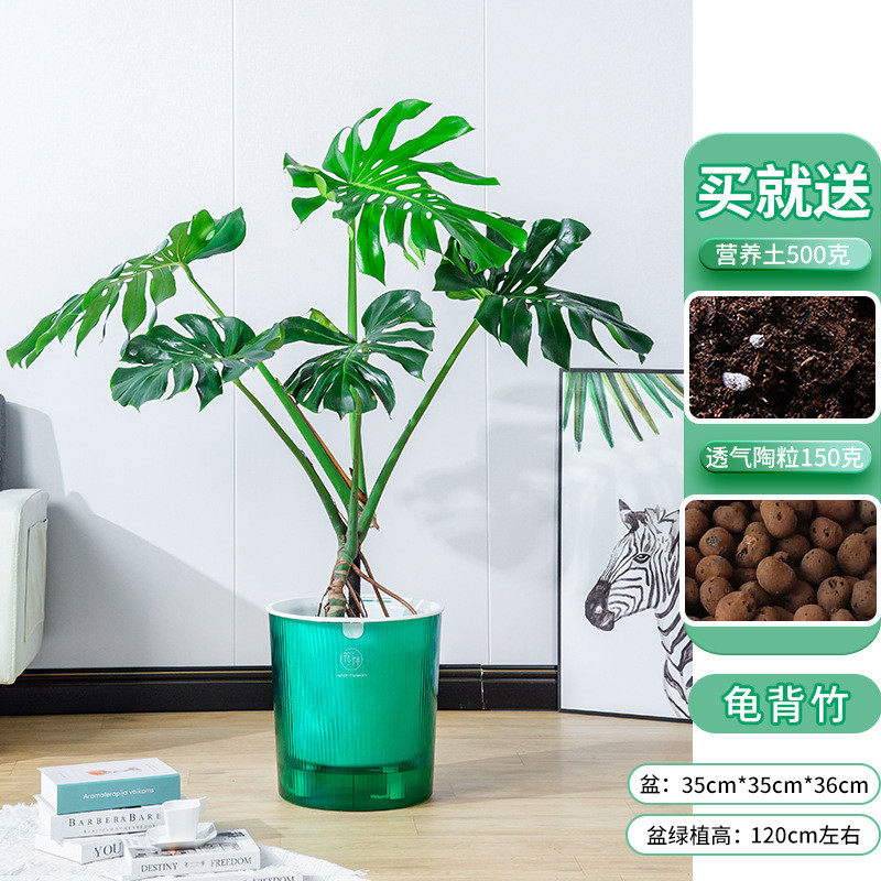 精品龟背竹大型龟背竹盆栽客厅水培植物四季好养龟背竹盆栽批发水