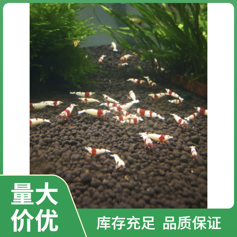 新日期ll水晶虾观赏虾红白虾黑白虾幼苗成体混捞组观赏宠物虾工具