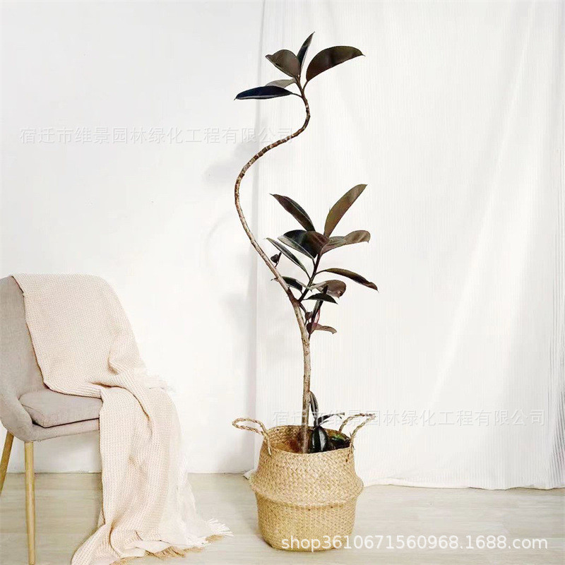 黑金刚橡皮树客厅大室内造型盆栽大型绿植好养四季办公室阳台植物