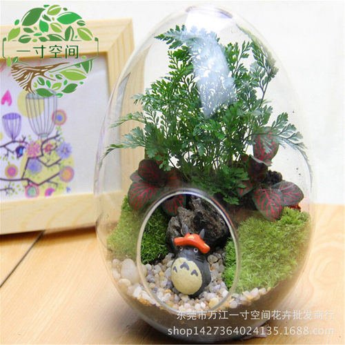 苔藓微景观微景观瓶diy创意礼品鸡蛋套装摆件