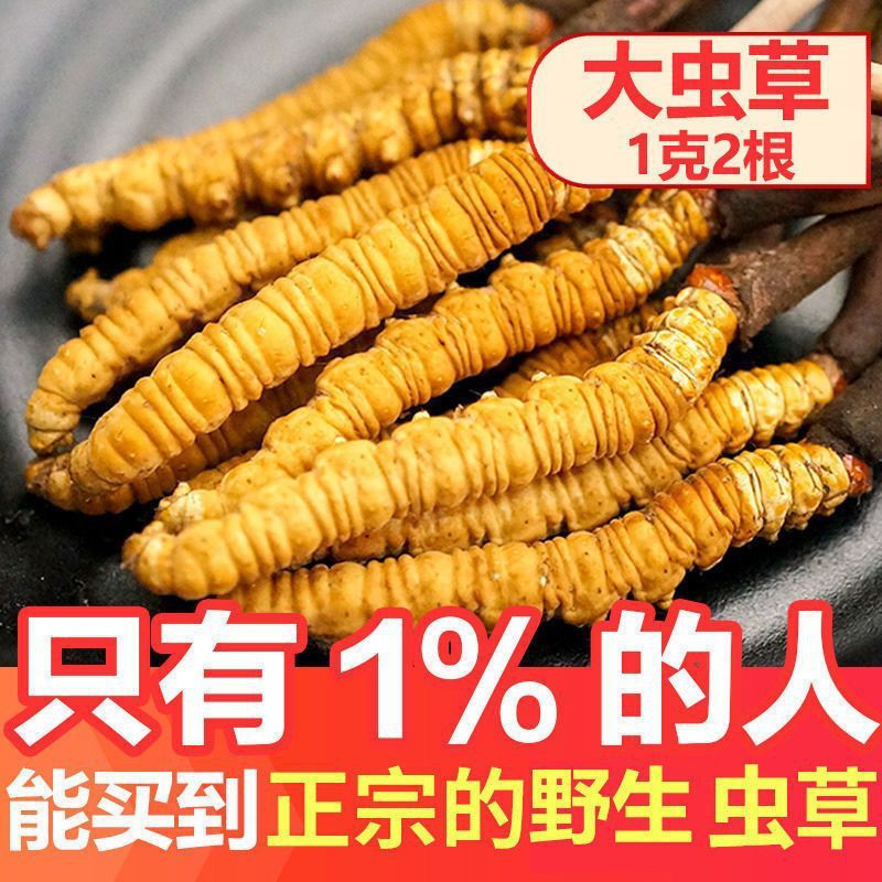 新日期(假一赔克)西藏那曲冬虫夏草野生10十高海拔虫草头期干草