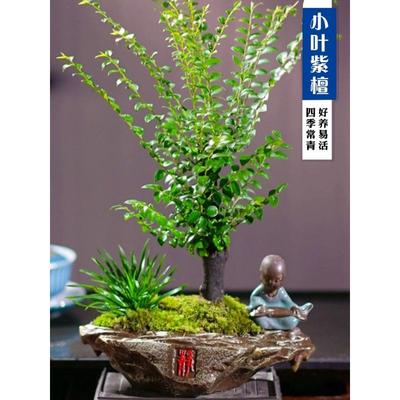 矮霸桩单杆紫檀黑骨茶盆景植物盆栽桌面室内绿植好养活四季常青