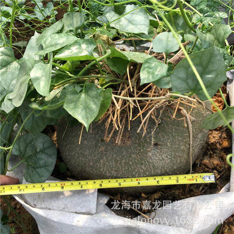 睡布袋实生爬藤块根多肉植物睡布袋葫芦科银叶块根盆栽形状可挑