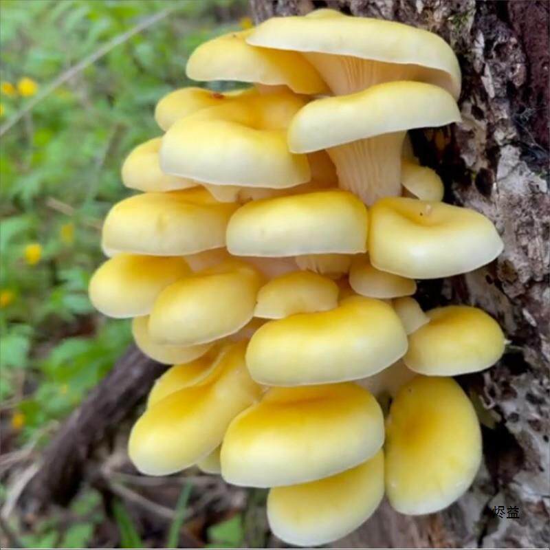 新货东北特产野生榆黄蘑干货鸡油菌当年新货黄丝菌金顶侧耳蘑煲汤