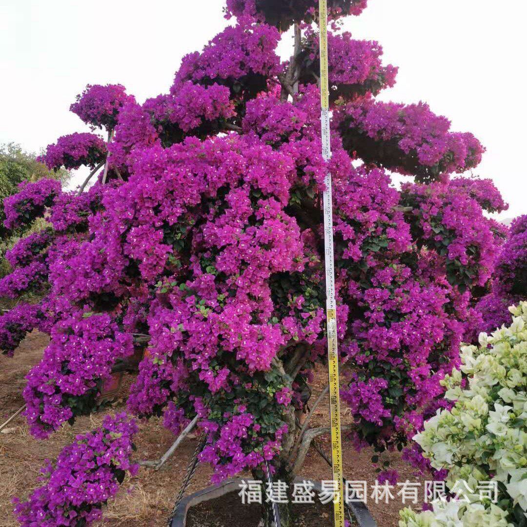 三角梅桩价格景福建造型紫色三角梅桩头批发红色三角梅树桩基地
