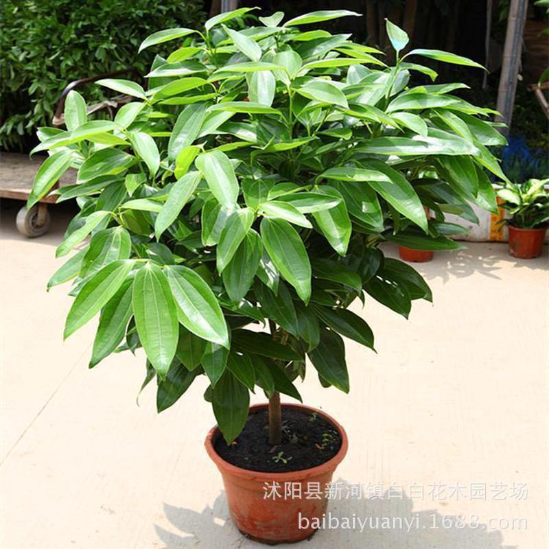 平安树盆栽 平安树大型绿植 室内盆栽植物花卉 客厅 办公室