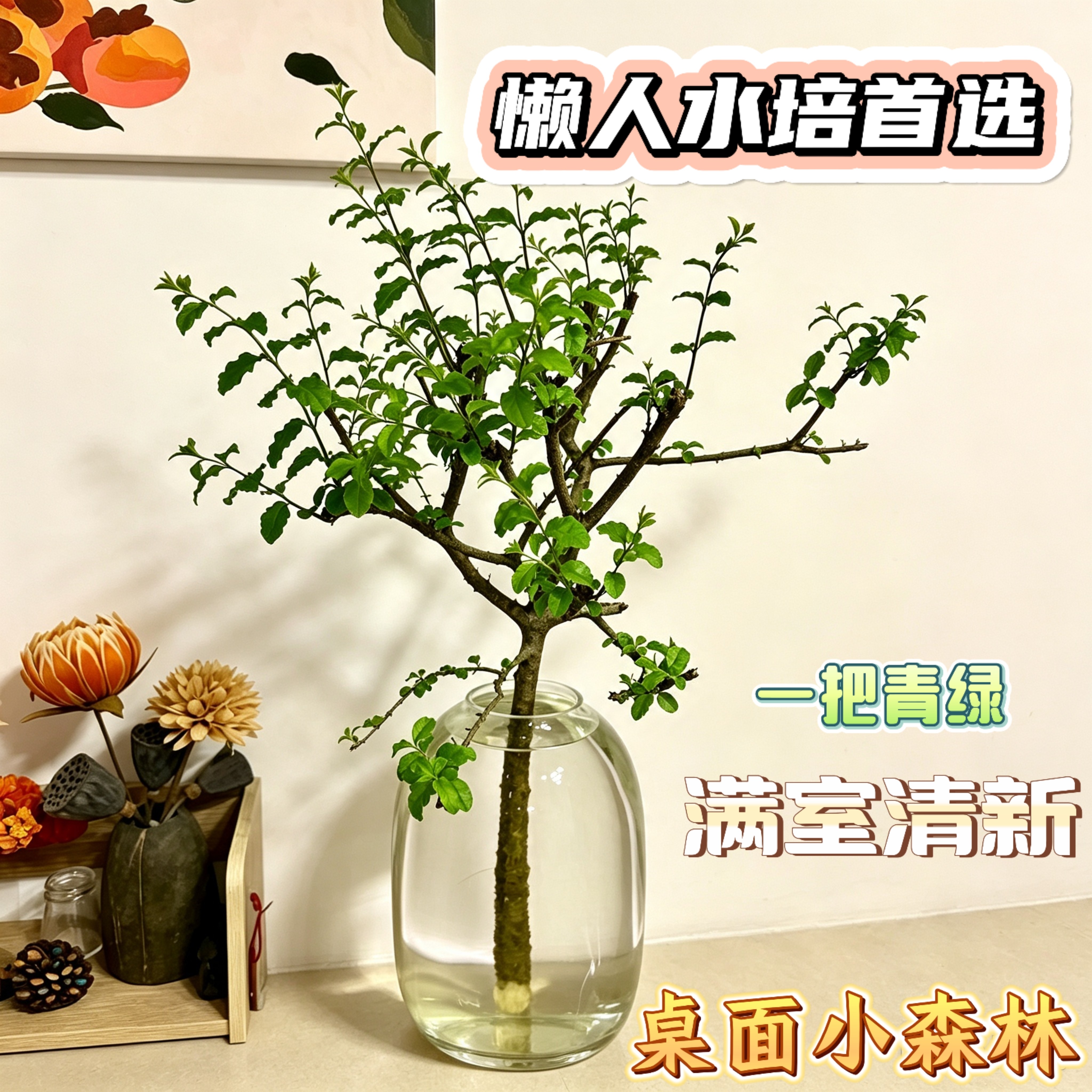 鲜切小叶女贞老桩遇水生根禅意