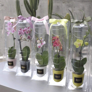 花卉包装盒运输蝴蝶兰绿植打包盒外壳透明礼盒空盒子吸塑盒可定制