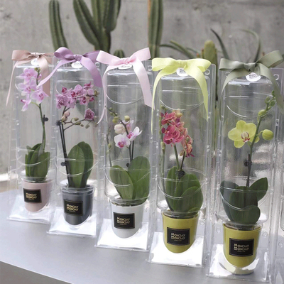 小蜂鸟蝴蝶兰运输西元包装盒