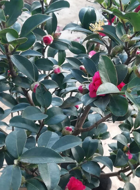 庭院花卉盆栽四季常青绿植包邮