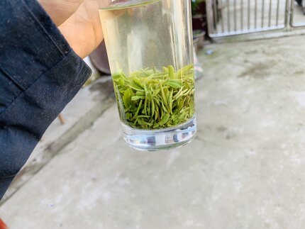 茶农小曾家2026年信阳毛尖明前新茶（娄头)