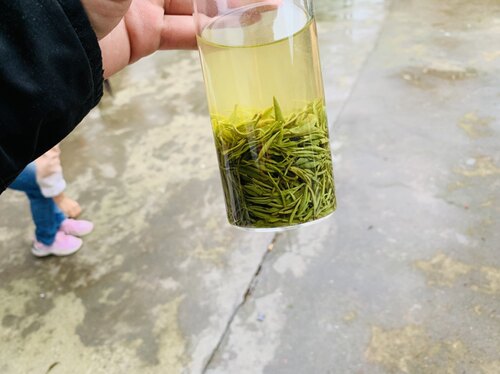 2026年新茶信阳毛尖雨前一芽一叶（娄头）250g